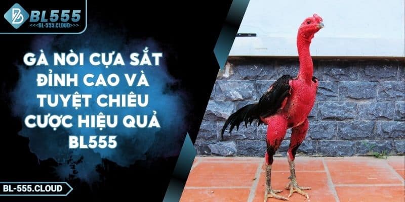 Gà Nòi Cựa Sắt Đỉnh Cao Và Tuyệt Chiêu Cược Hiệu Quả BL555 5 Gà Nòi Cựa Sắt Đỉnh Cao Và Tuyệt Chiêu Cược Hiệu Quả BL555