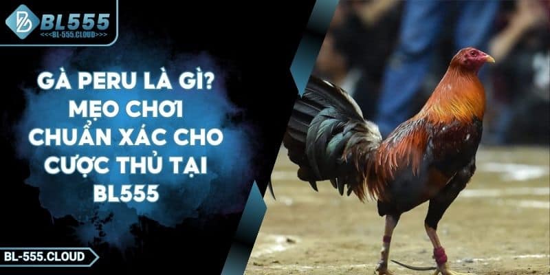 Gà Peru Là Gì? Mẹo Chơi Chuẩn Xác Cho Cược Thủ Tại BL555 4 Gà Peru Là Gì? Mẹo Chơi Chuẩn Xác Cho Cược Thủ Tại BL555